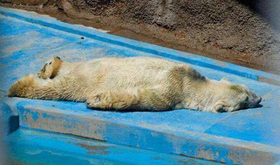 Artura, Polar Bear Artura, Polar Bear
